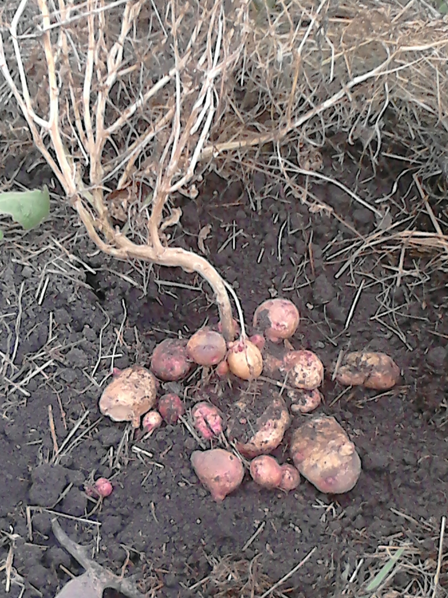 Картошка растет